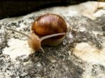 Snail On The Tree Stock Photo