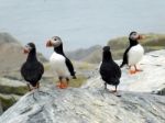 Puffins On Rocks Stock Photo