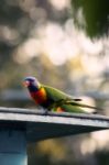 Rainbow Lorikeet Outside During The Day Stock Photo