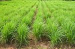 Lemon Grass Plants Stock Photo