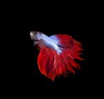 Siamese Fighting Fish On Black Stock Photo