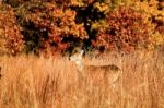 Deer During Fall In Indiana Stock Photo