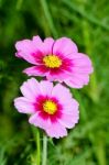 Cosmos Flower Stock Photo