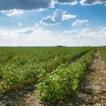 Cotton Field In Oakey Stock Photo