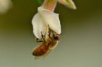 Feeding Honey Bee Stock Photo