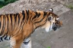 Sumatran Tiger (panthera Tigris Sumatrae) Stock Photo