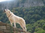 Mountain Dog Stock Photo