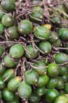 Ripe Areca-nut Stock Photo