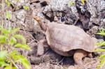 Giant Turtle In Galapagos Stock Photo