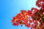 Autumn Maple Leaves Stock Photo