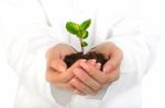 Small Plant In Hands Stock Photo