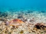 Underwater Photos Of Sea Fish Stock Photo