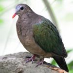 Emerald Dove Stock Photo