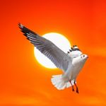 Seagull Flying At Sunset Stock Photo