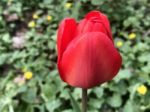 Tulips In The Garden Stock Photo