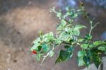 Red Chili Peppers On The Tree In Garden Stock Photo