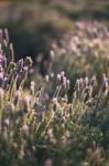 Beautiful Deep Purple Lavender Plants In Nature Stock Photo