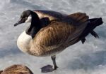 Picture With A Canada Goose Standing On Ice Stock Photo