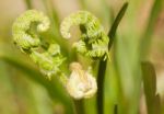 Fern Fronds Heart Horizontal Left Stock Photo