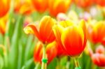 Orange Yellow Tulip In Garden Stock Photo