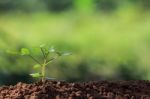 Plant On Soil And Sunlight Stock Photo