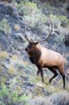 Elk Or Wapiti (cervus Canadensis) Stock Photo