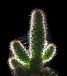 Beautiful Close Up And  Rim Light Cactus On Black Background Stock Photo