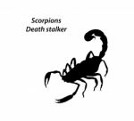 Scorpion Death Stalker Stock Photo