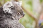 Koala By Itself In A Tree Stock Photo