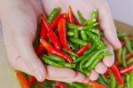 Woman Hands Holding Fresh Chili Peppers Stock Photo