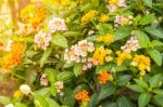 Lantana Camara Flower Bloom In The Garden Stock Photo