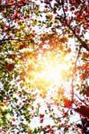 Blur Of A Tree With Sunlight Stock Photo