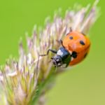 Ladybird Stock Photo