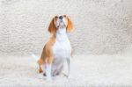 Dog Is Sitting On The Carpet Stock Photo