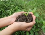 Hands Holdings A Little Green Plant Stock Photo