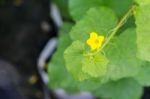 After Flowering Is Developing A Small Stock Photo