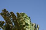 
Banana Leaf Rocking Motion Waving Fanned By Strong Winds Under Stock Photo