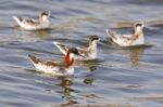 Red-necked Phalarope Stock Photo