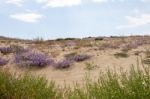 Sand Dune Vegetation Stock Photo