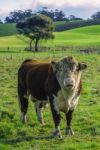 Bull In The Country Side Of Tasmania Stock Photo