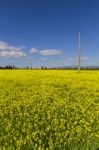 Spring Countryside Landscape Of Yellow Flowers Stock Photo