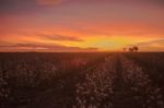 Cotton Field In Oakey, Queensland Stock Photo