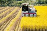 Combine Harvester In A Rice Field During Harvest Time Stock Photo