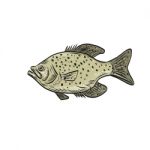 Crappie Fish Side Drawing Stock Photo