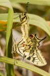 Swallowtails (papilio Machaon) Butterflies Mating Stock Photo