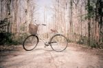 Beautiful Vintage Bicycle In The Forest Stock Photo