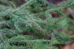 Spruce Tree Close-up Stock Photo