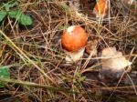 Collection And Preparation Of Autumn Edible Mushrooms  Stock Photo