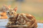 Domestic Orange Fur Cat Relaxing In Park With Beautiful Morning Light Stock Photo