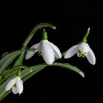 Bunch Of Snowdrop Flowers On Black Background Stock Photo